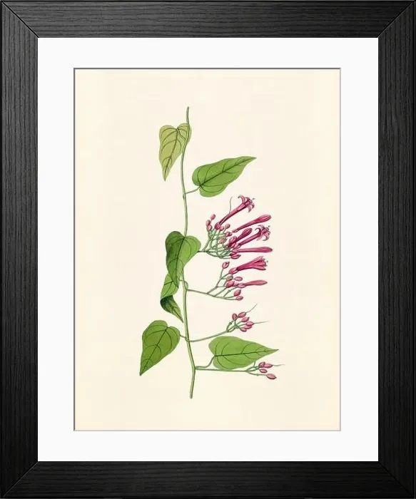 Framed Print : Vintage Botanical illustration from an 18th-century book, depicting native American plants Framed Print : Vintage Botanical illustration from an 18th-century book, depicting native American plants