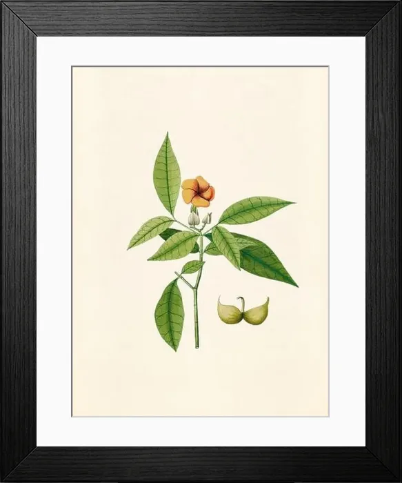 Framed Print : Vintage Botanical illustration from an 18th-century book, depicting native American plants Framed Print : Vintage Botanical illustration from an 18th-century book, depicting native American plants