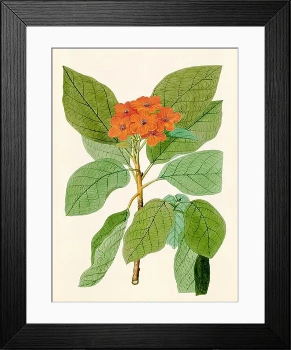 Framed Print : Vintage Botanical illustration from an 18th-century book, depicting native American plants Framed Print : Vintage Botanical illustration from an 18th-century book, depicting native American plants