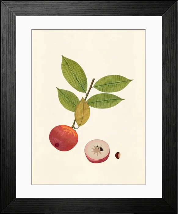 Framed Print : Vintage Botanical illustration from an 18th-century book, depicting native American plants Framed Print : Vintage Botanical illustration from an 18th-century book, depicting native American plants
