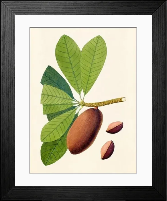 Framed Print : Vintage Botanical illustration from an 18th-century book, depicting native American plants Framed Print : Vintage Botanical illustration from an 18th-century book, depicting native American plants