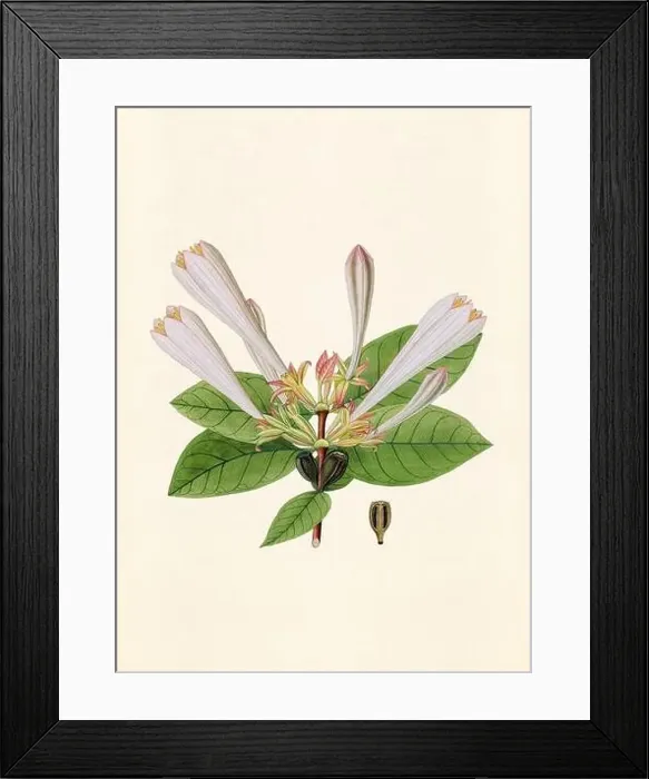 Framed Print : Vintage Botanical illustration from an 18th-century book, depicting native American plants Framed Print : Vintage Botanical illustration from an 18th-century book, depicting native American plants
