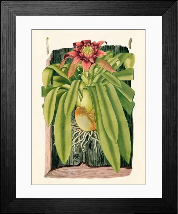 Framed Print : Vintage Botanical illustration from an 18th-century book, depicting native American plants Framed Print : Vintage Botanical illustration from an 18th-century book, depicting native American plants