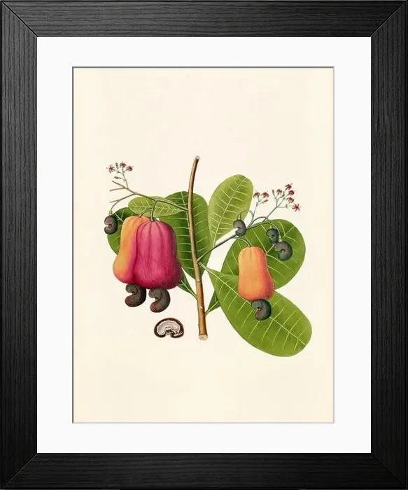 Framed Print : Vintage Botanical illustration from an 18th-century book, depicting native American plants Framed Print : Vintage Botanical illustration from an 18th-century book, depicting native American plants