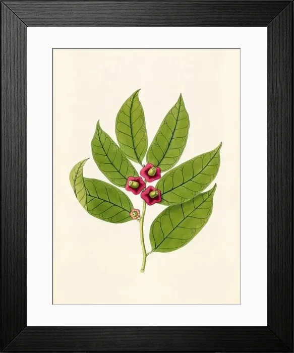 Framed Print : Vintage Botanical illustration from an 18th-century book, depicting native American plants Framed Print : Vintage Botanical illustration from an 18th-century book, depicting native American plants