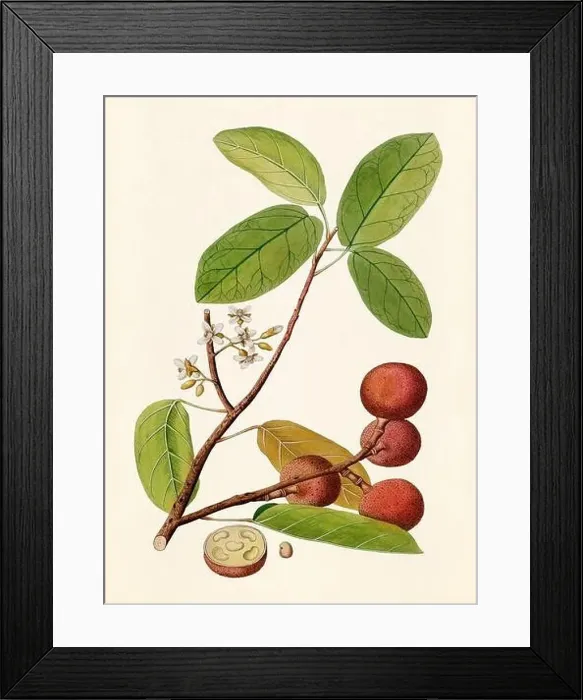 Framed Print : Vintage Botanical illustration from an 18th-century book, depicting native American plants Framed Print : Vintage Botanical illustration from an 18th-century book, depicting native American plants