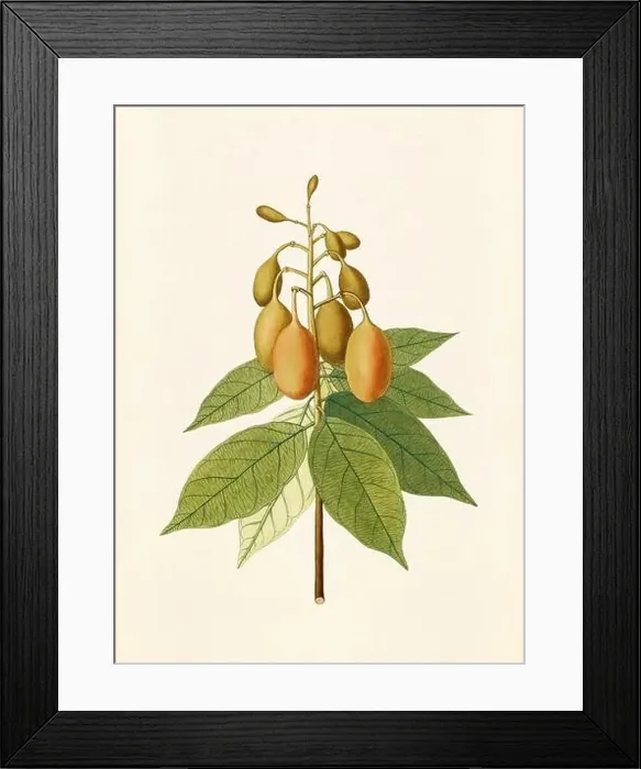 Framed Print : Vintage Botanical illustration from an 18th-century book, depicting native American plants Framed Print : Vintage Botanical illustration from an 18th-century book, depicting native American plants