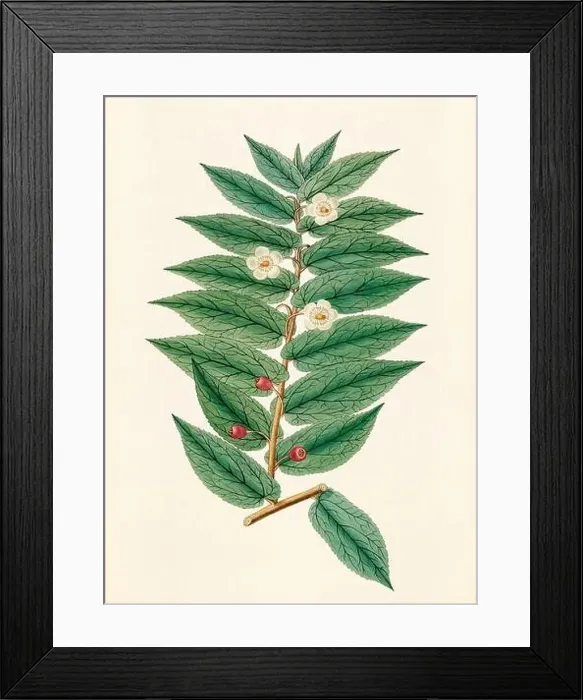 Framed Print : Vintage Botanical illustration from an 18th-century book, depicting native American plants Framed Print : Vintage Botanical illustration from an 18th-century book, depicting native American plants