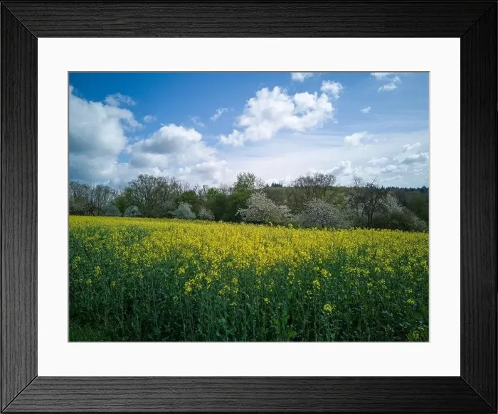 Framed Print : Yellow flowering rapeseed field captured with drone in spring