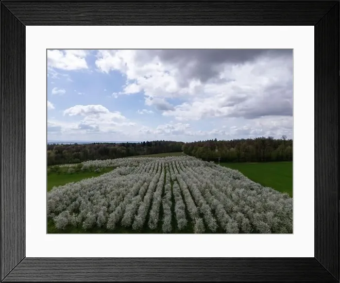 Framed Print : Blooming fruit trees and fields shot with drone in spring Framed Print : Blooming fruit trees and fields shot with drone in spring