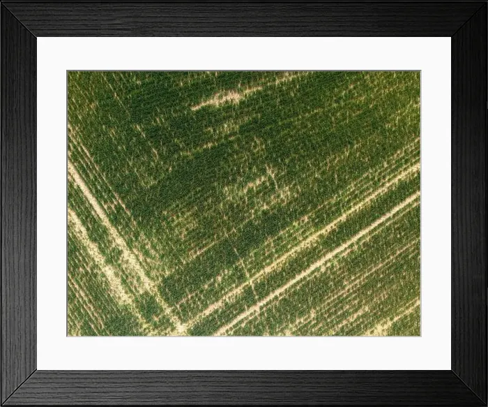 Framed Print : Field with small plants captured with drone Framed Print : Field with small plants captured with drone