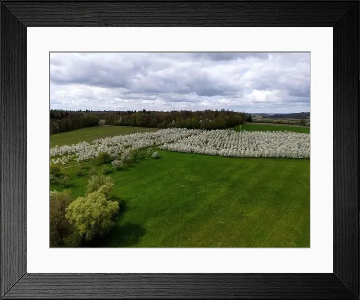 Framed Print : Blooming fruit trees and fields shot with drone in spring Framed Print : Blooming fruit trees and fields shot with drone in spring