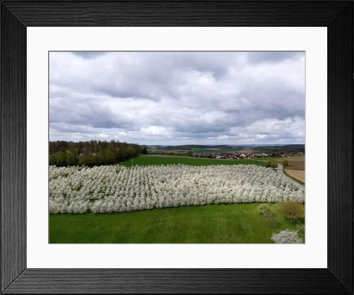 Framed Print : Blooming fruit trees and fields shot with drone in spring Framed Print : Blooming fruit trees and fields shot with drone in spring
