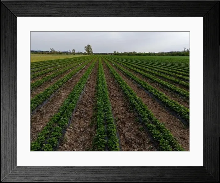 Framed Print : Strawberry field in spring near Weiterstadt Framed Print : Strawberry field in spring near Weiterstadt