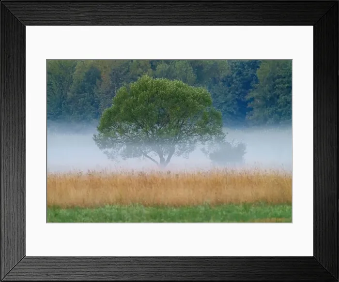 Framed Print : A tree standing alone in a misty field with other trees in the background Framed Print : A tree standing alone in a misty field with other trees in the background