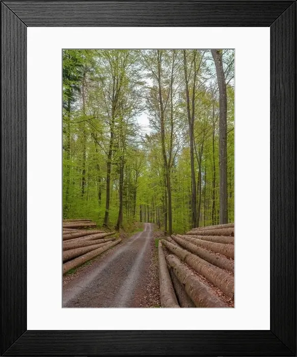 Framed Print : A plant community grows along the dirt road in the forest Framed Print : A plant community grows along the dirt road in the forest