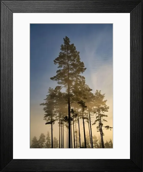 Framed Print : A misty ecoregion with trees casting silhouettes against a serene blue sky