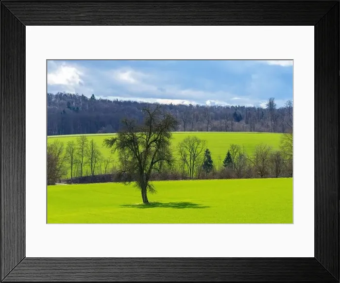 Framed Print : A solitary tree stands tall in a grassy field with a backdrop of lush trees against a clear sky Framed Print : A solitary tree stands tall in a grassy field with a backdrop of lush trees against a clear sky