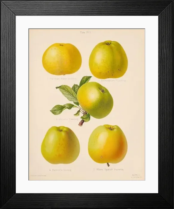 Framed Print : Vintage Apple illustration Framed Print : Vintage Apple illustration