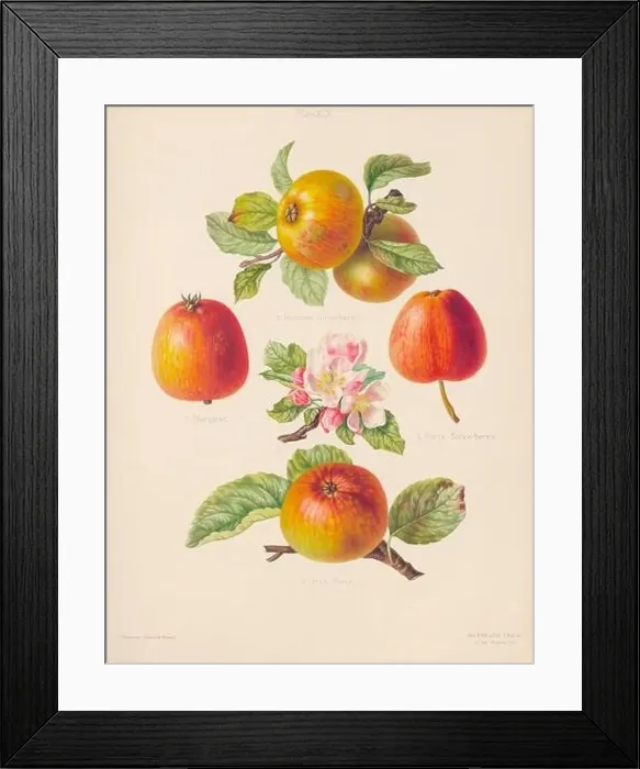 Framed Print : Vintage Apple illustration Framed Print : Vintage Apple illustration