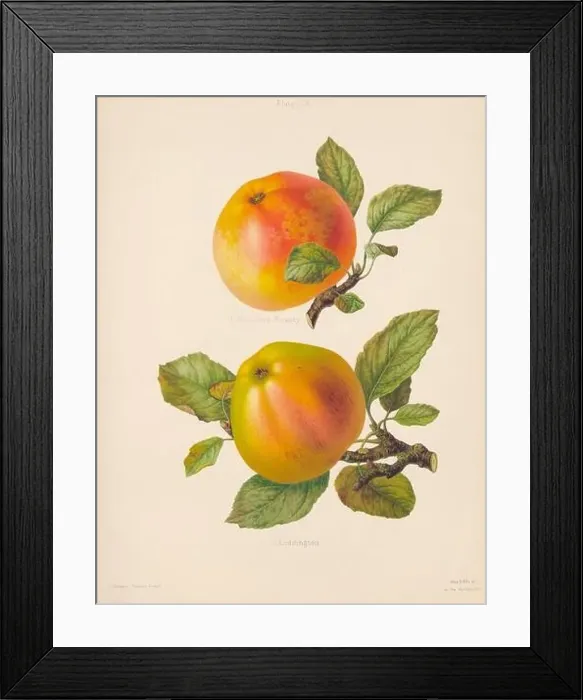 Framed Print : Vintage Apple illustration Framed Print : Vintage Apple illustration