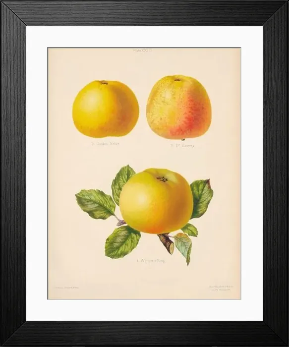 Framed Print : Vintage Apple illustration