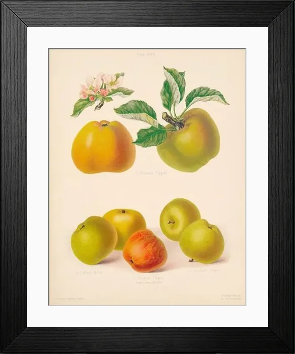 Framed Print : Vintage Apple illustration Framed Print : Vintage Apple illustration