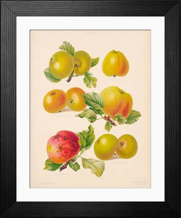 Framed Print : Vintage Apple illustration Framed Print : Vintage Apple illustration