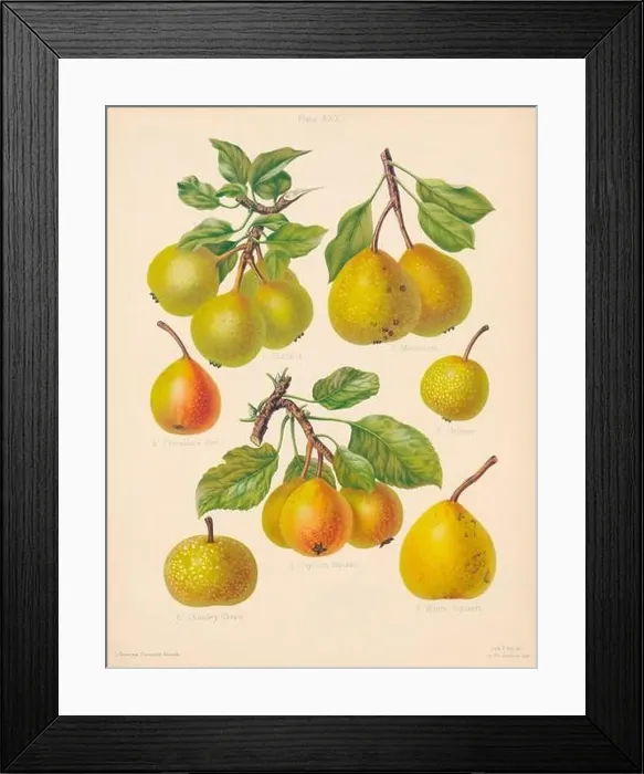 Framed Print : Vintage Pear illustration