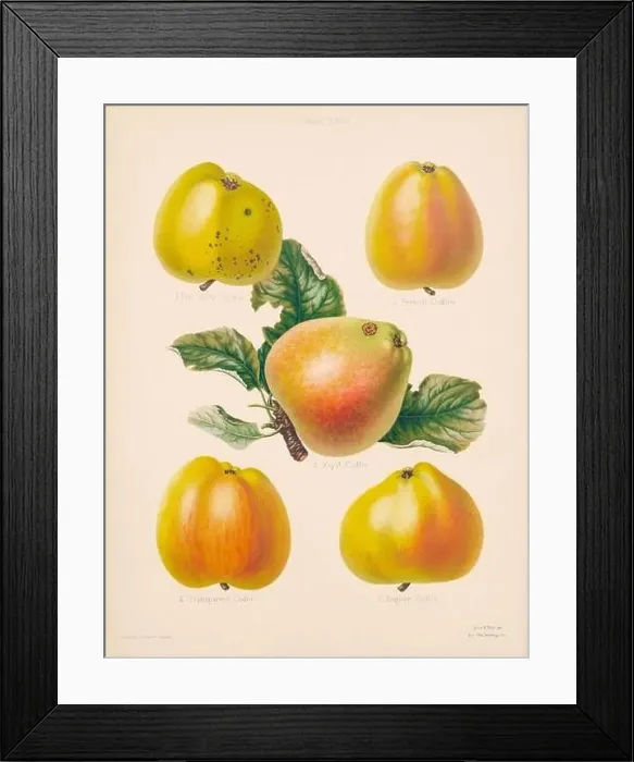 Framed Print : Vintage Apple illustration Framed Print : Vintage Apple illustration
