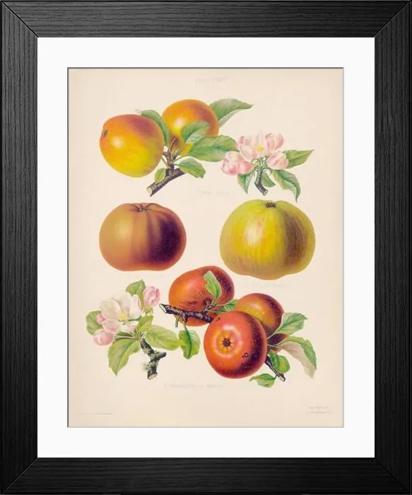 Framed Print : Vintage Apple illustration Framed Print : Vintage Apple illustration