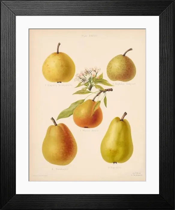 Framed Print : Vintage Pear illustration