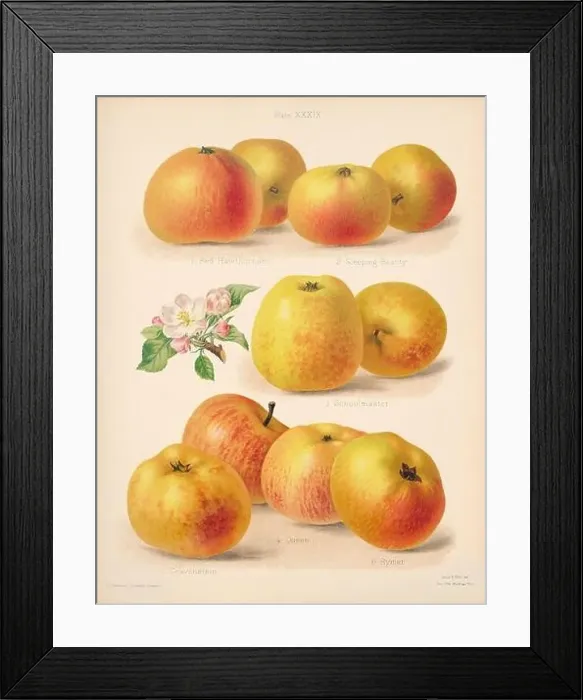 Framed Print : Vintage Apple illustration Framed Print : Vintage Apple illustration