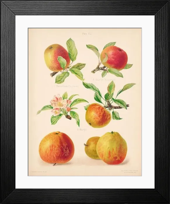 Framed Print : Vintage Apple illustration Framed Print : Vintage Apple illustration