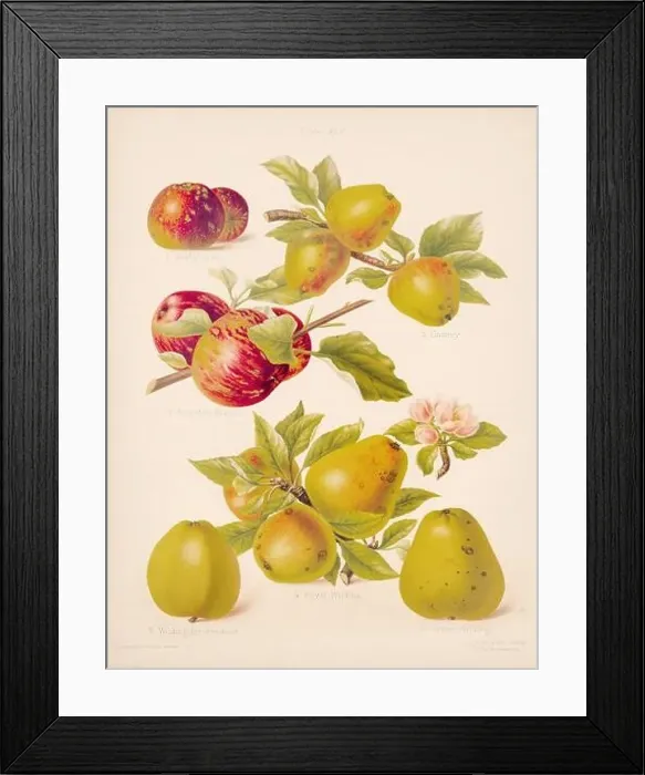 Framed Print : Vintage Apple illustration Framed Print : Vintage Apple illustration