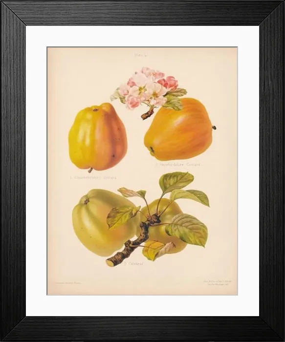 Framed Print : Vintage Apple illustration Framed Print : Vintage Apple illustration