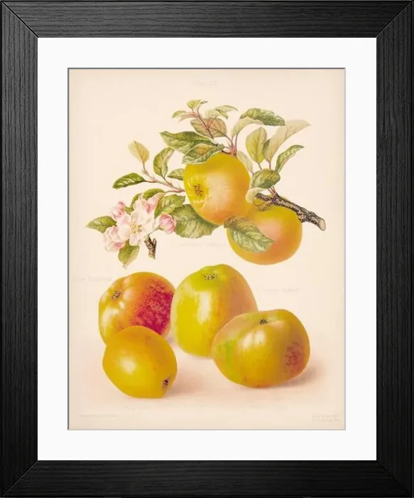 Framed Print : Vintage Apple illustration Framed Print : Vintage Apple illustration