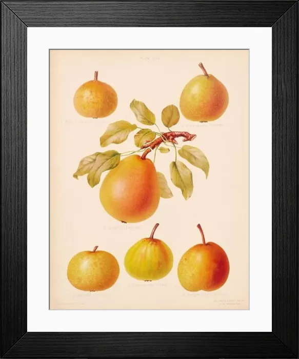 Framed Print : Vintage Pear illustration Framed Print : Vintage Pear illustration