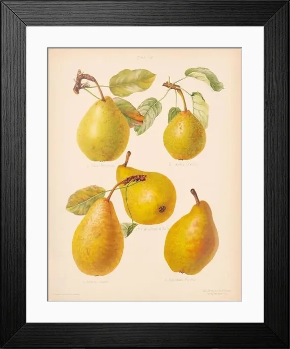 Framed Print : Vintage Pear illustration Framed Print : Vintage Pear illustration