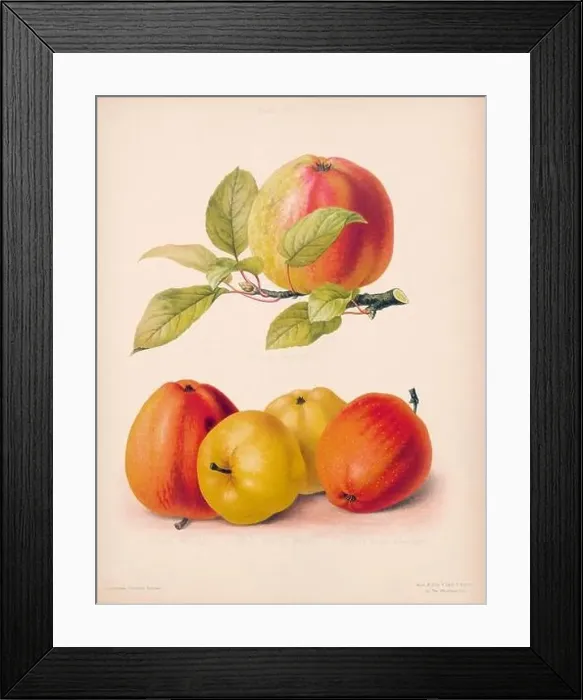 Framed Print : Vintage Apple illustration Framed Print : Vintage Apple illustration