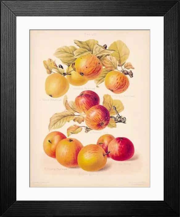 Framed Print : Vintage Apple illustration Framed Print : Vintage Apple illustration