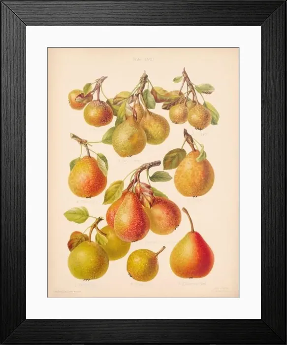 Framed Print : Vintage Pear illustration Framed Print : Vintage Pear illustration