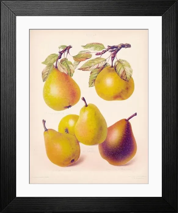 Framed Print : Vintage Pear illustration Framed Print : Vintage Pear illustration