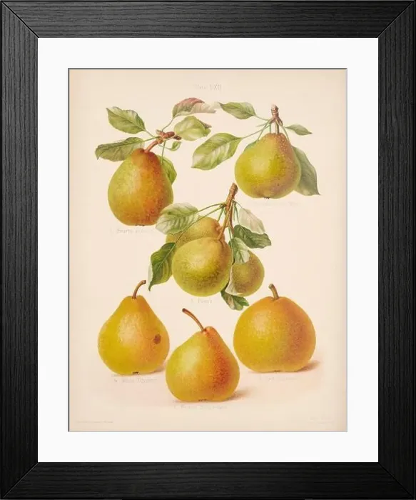 Framed Print : Vintage Pear illustration Framed Print : Vintage Pear illustration