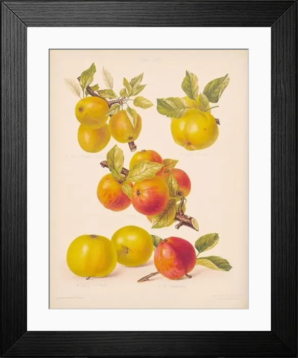 Framed Print : Vintage Apple illustration Framed Print : Vintage Apple illustration