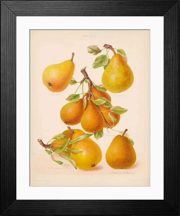 Framed Print : Vintage Pear illustration
