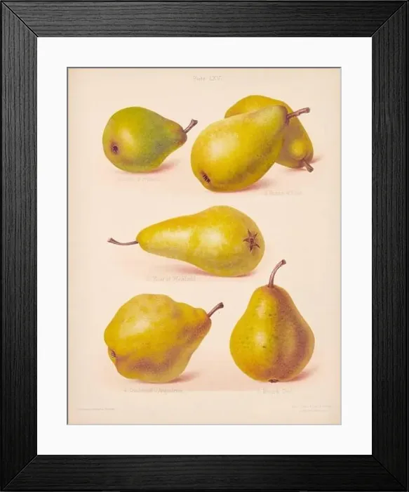 Framed Print : Vintage Pear illustration Framed Print : Vintage Pear illustration