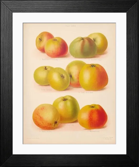 Framed Print : Vintage Apple illustration Framed Print : Vintage Apple illustration