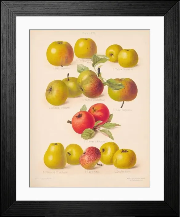Framed Print : Vintage Apple illustration Framed Print : Vintage Apple illustration