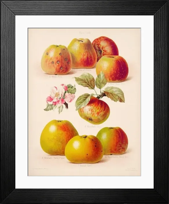 Framed Print : Vintage Apple illustration Framed Print : Vintage Apple illustration